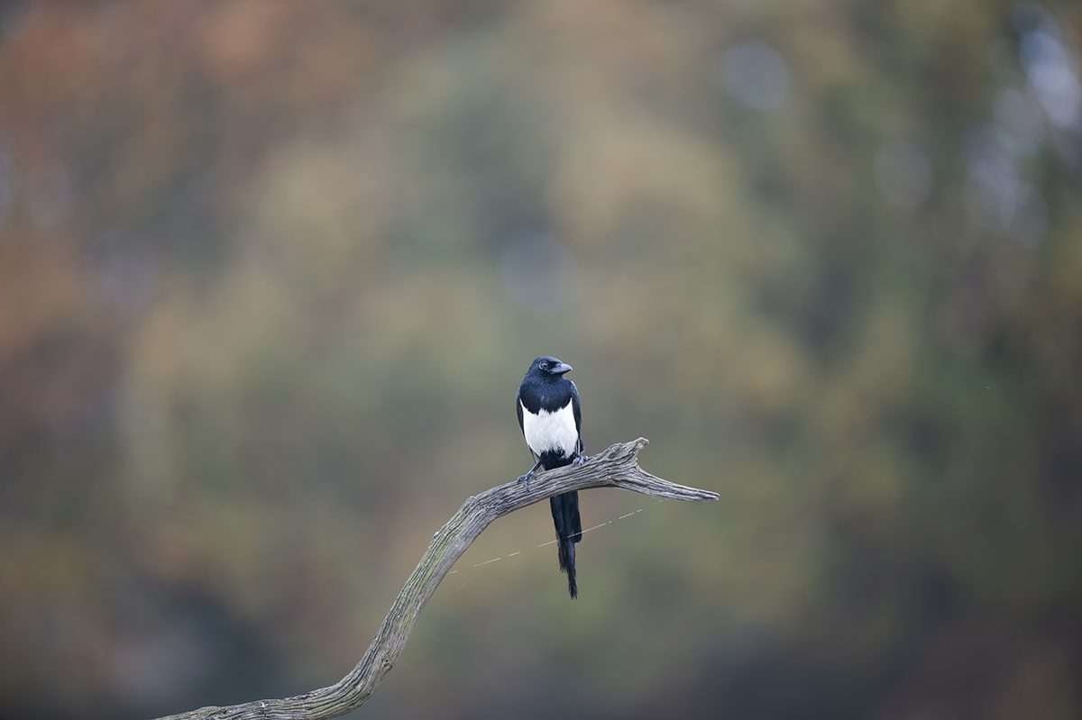 01 400mm f-2.8.jpg