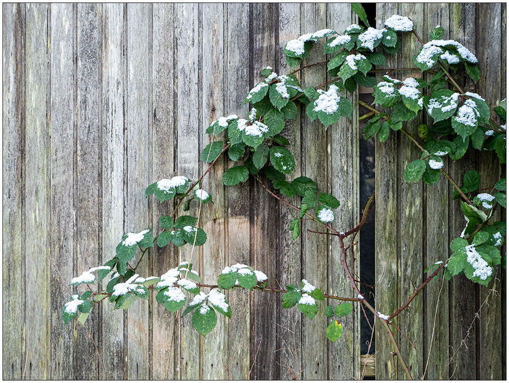 010 Schneezauber auf Brombeere