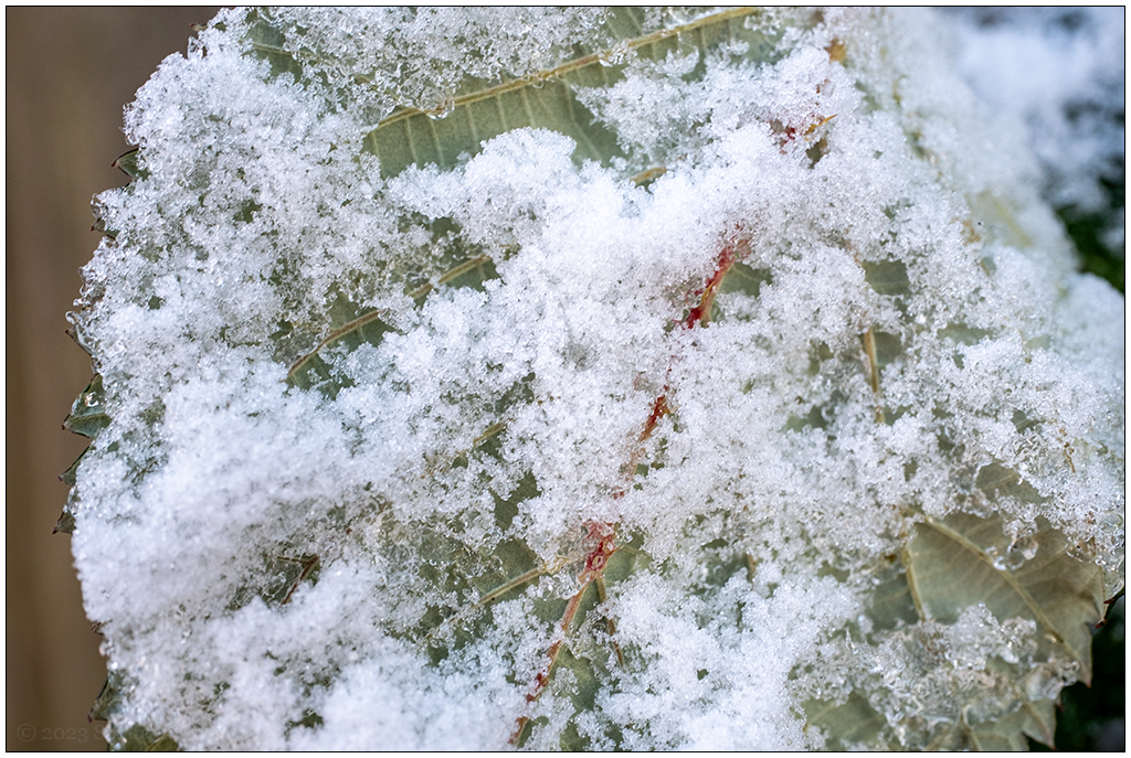 011 Januar mit Schnee in der Bünte 2