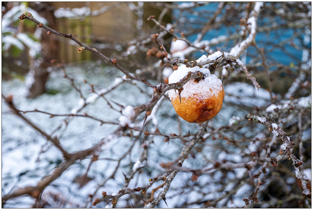 012 Januar mit Schnee in der Bünte 3