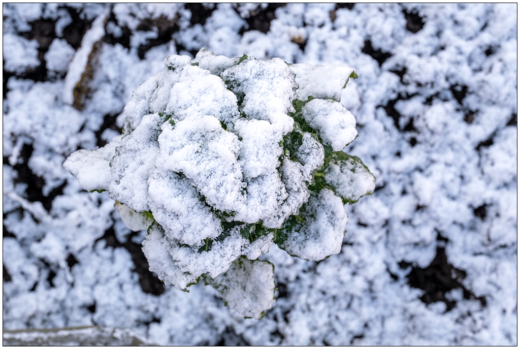 013 Januar mit Schnee in der Bünte 4