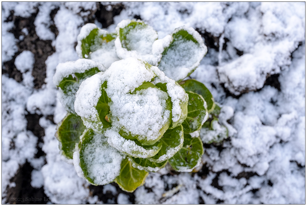 014 Januar mit Schnee in der Bünte 5