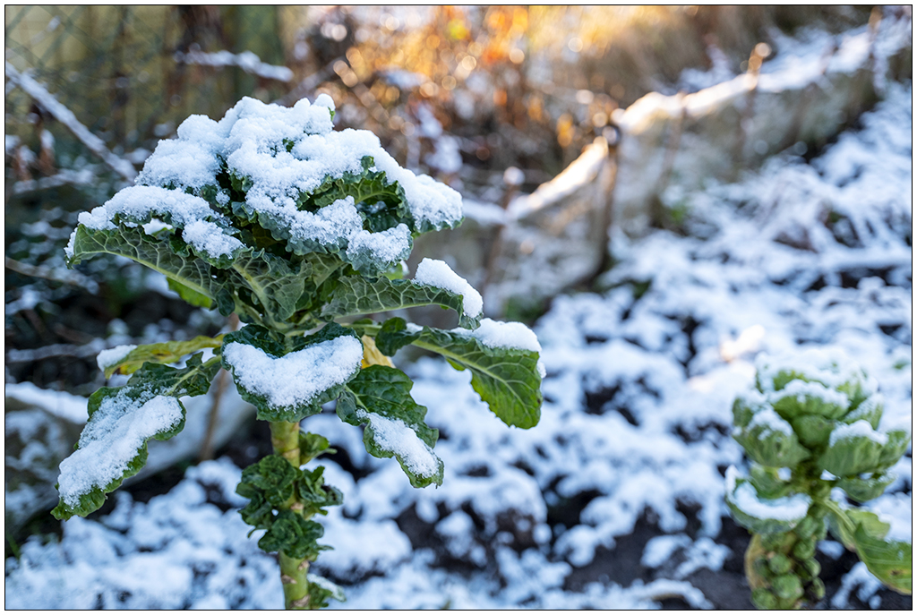 015 Januar mit Schnee in der Bünte 6