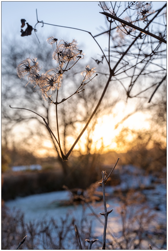 016 Januar mit Schnee in der Bünte 7