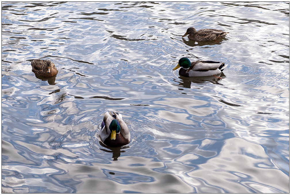 018 Enten und Erpel auf dem Schreventeich