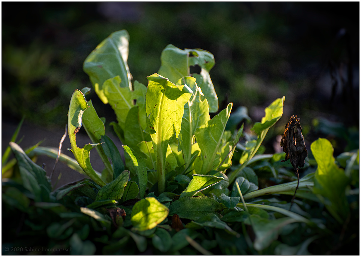 018 Schrebergarten - Mangold in Wintersonne