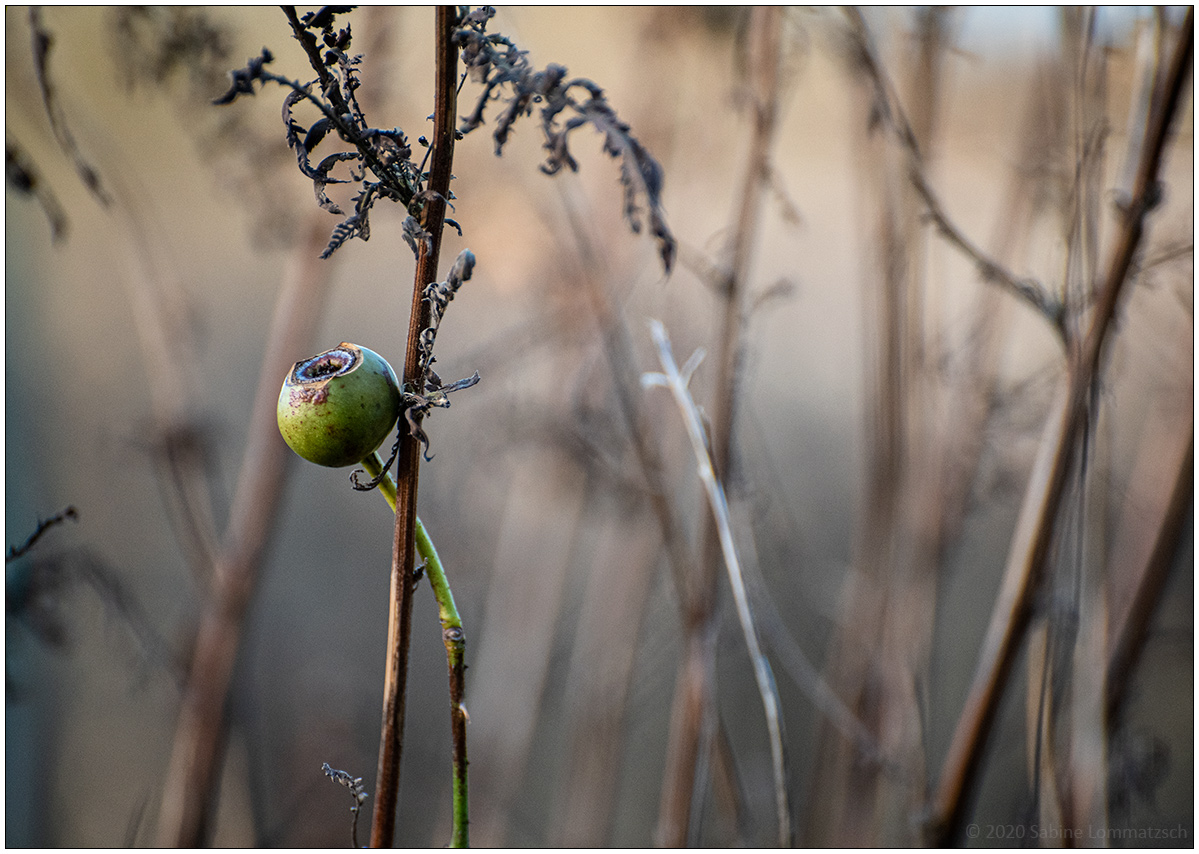 019 Schrebergarten - Winterliches Blumenbeet