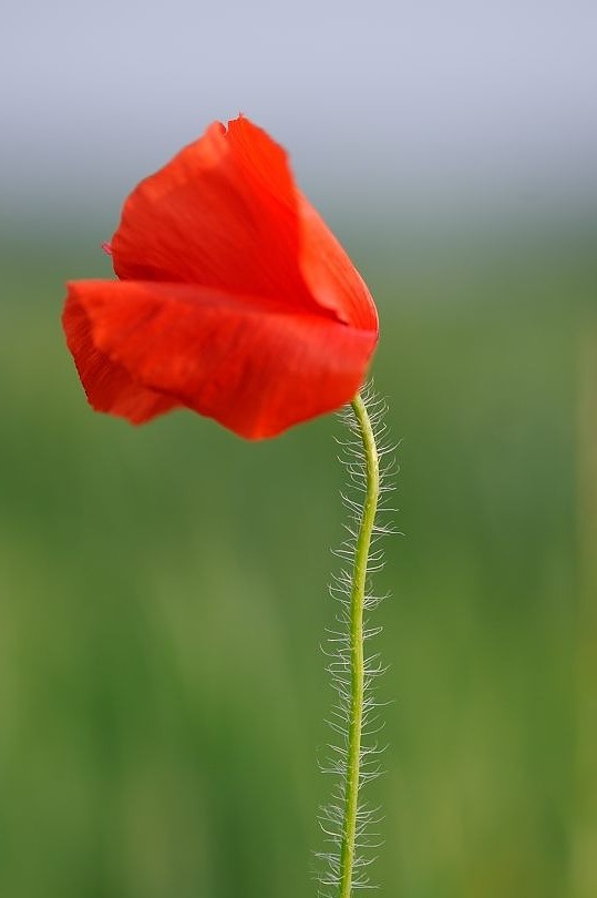 01Mohn