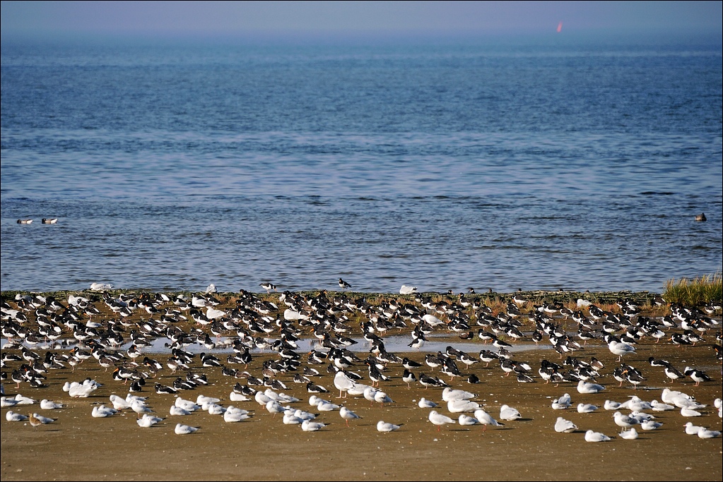 02.10.2011 - Sandbank bei Neuharlingersiel