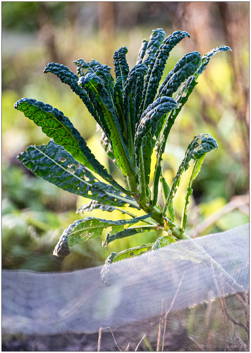 020 Schrebergarten - Kohl im winterlichen Gemüsebeet