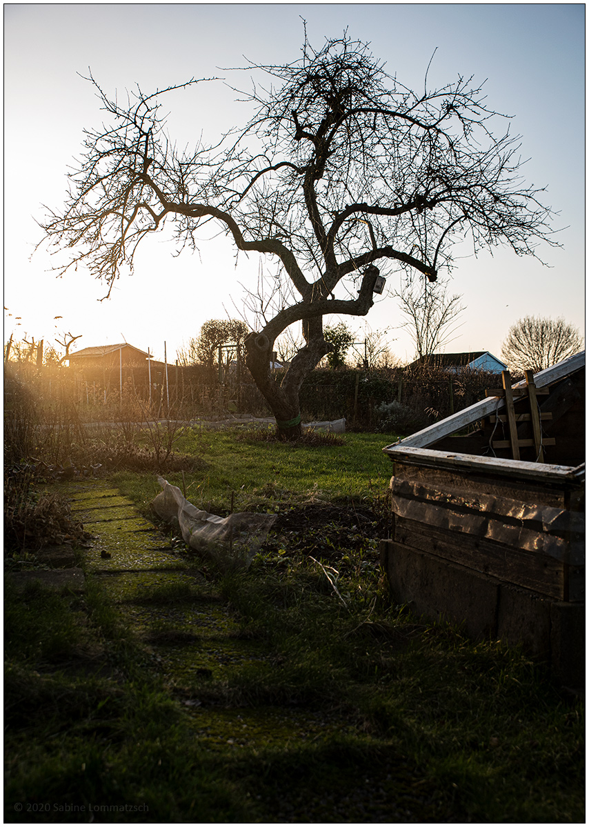 021 Schrebergarten - Apfelbaum in Wintersonne