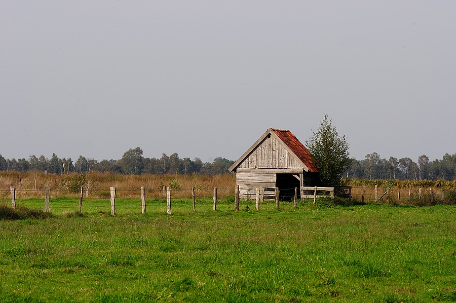 0211Viehunterstand1
