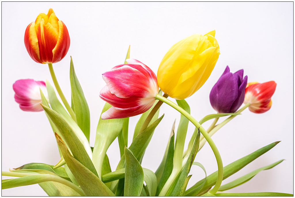 022 Tulpen
