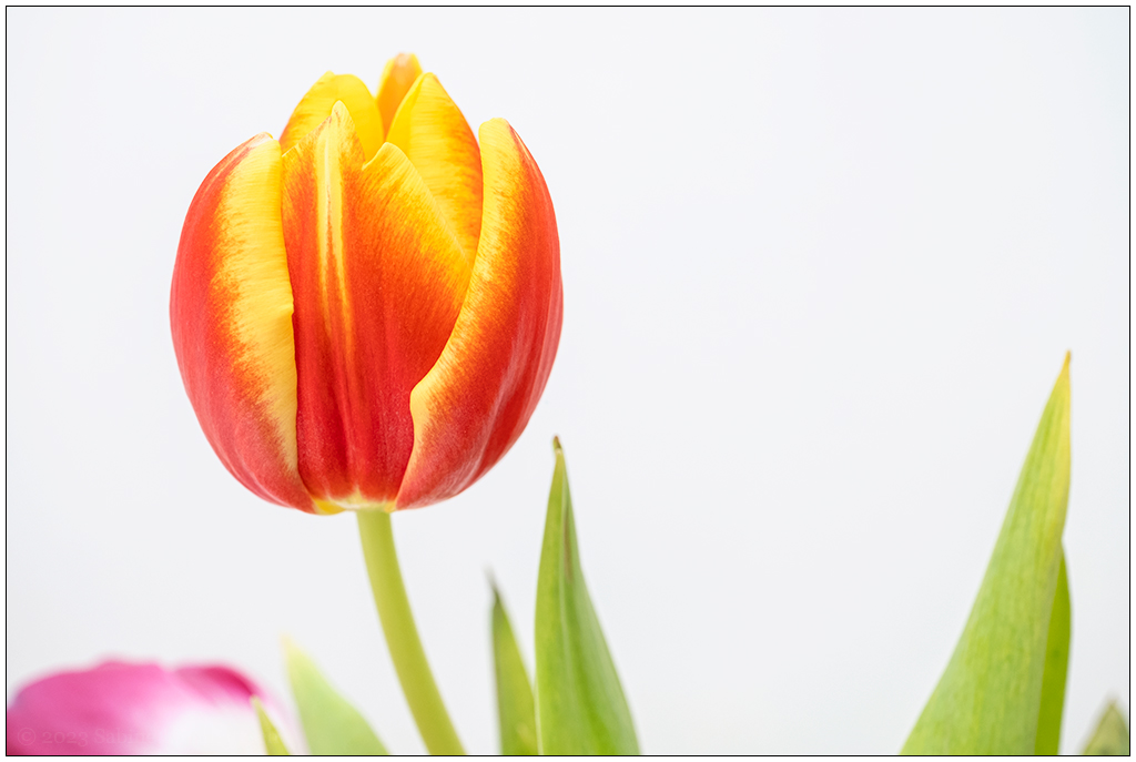 026 Tulpe