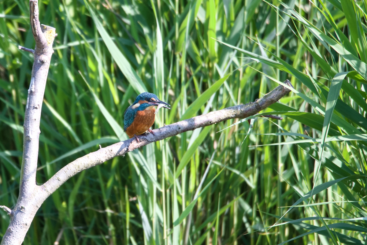 02_Eisvogel mit Beute.jpg