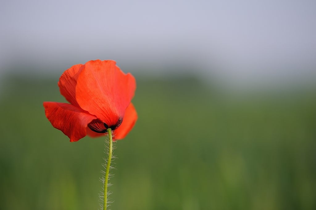 02Mohn