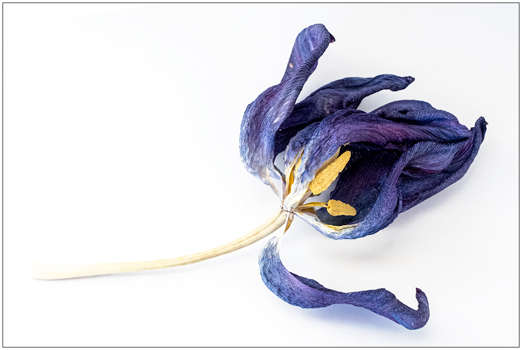 031 Getrocknete lila Tulpe