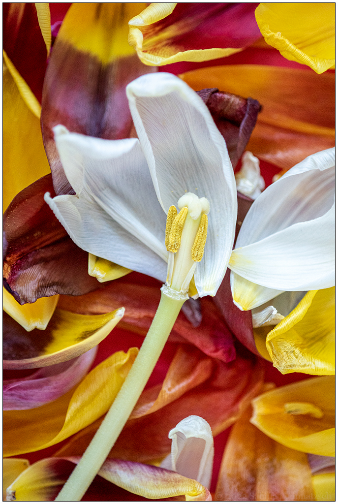 031 Tulpenmakro I