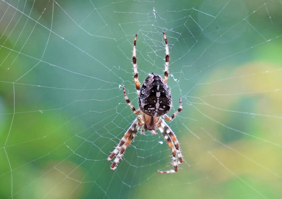 0317_spinne.jpg