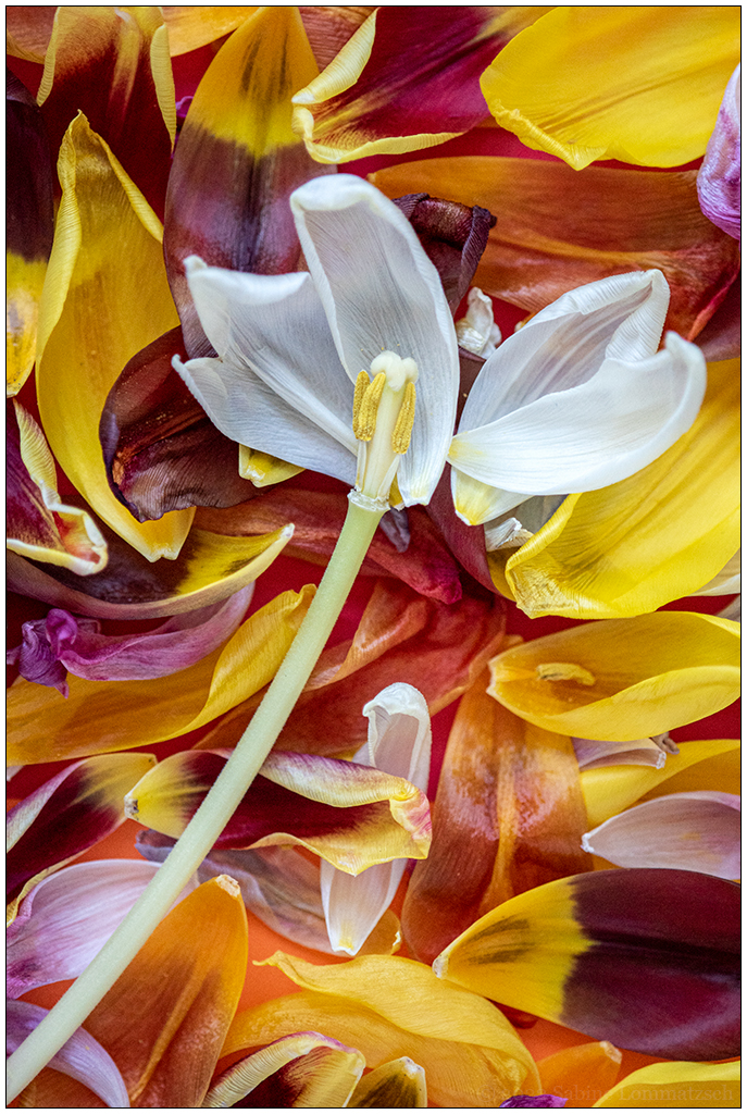 032 Tulpenmakro II