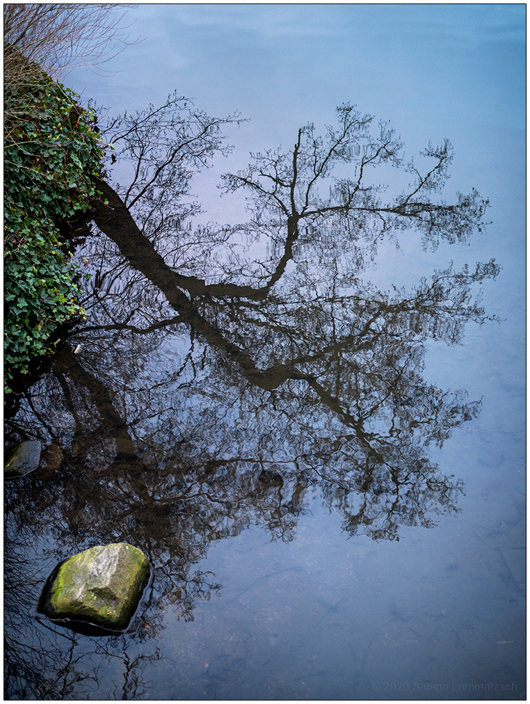 033 Schrevenpark Baum-Teich-Spiegelung I