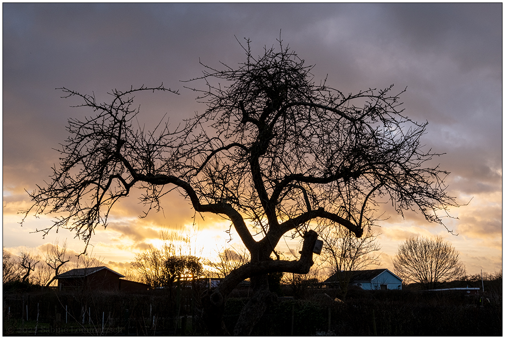034 In der Bünte – Apfelbaum vor Sonnenuntergang I