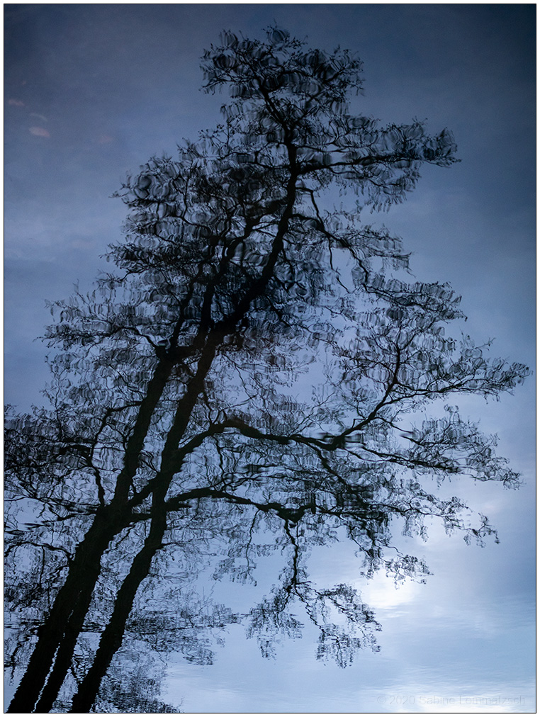 034 Schrevenpark Baum-Teich-Spiegelung II