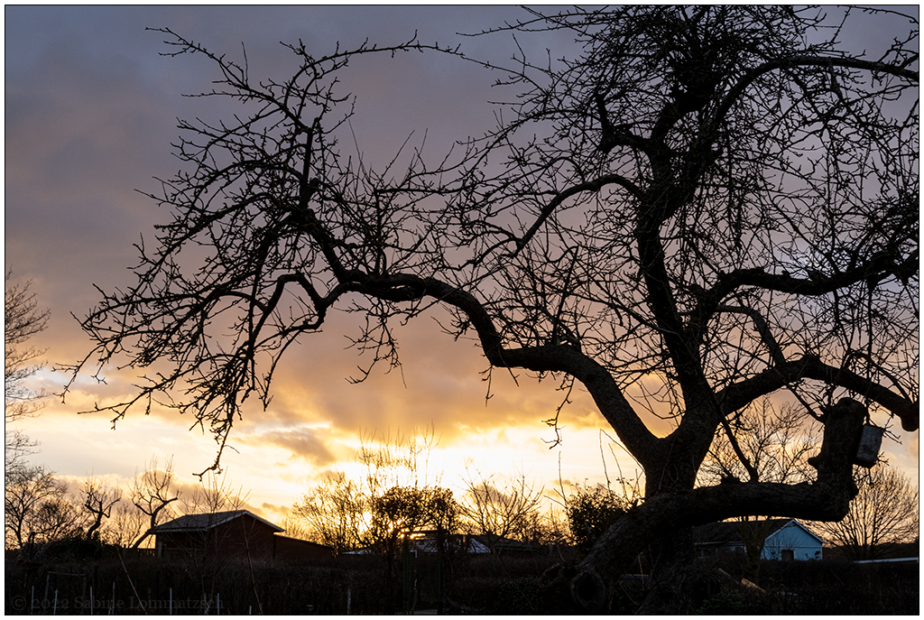 035 In der Bünte – Apfelbaum vor Sonnenuntergang II