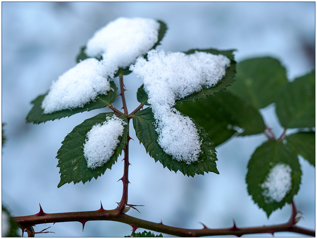 036 Brombeeren mit Schnee im Schrebergarten