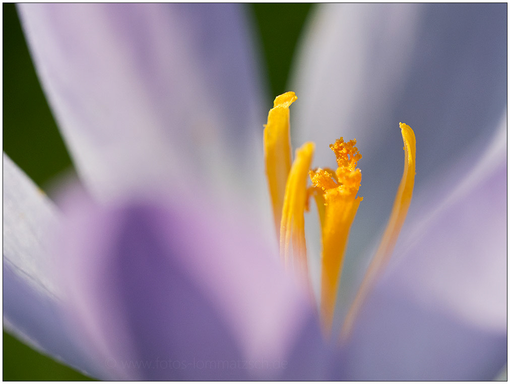037 20190224 Schrebergarten 7