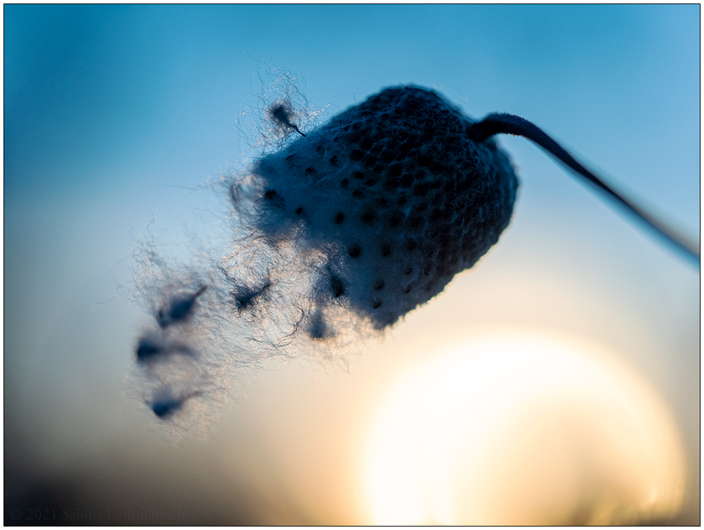 037 Sonnenuntergang im winterlichen Schrebergarten I