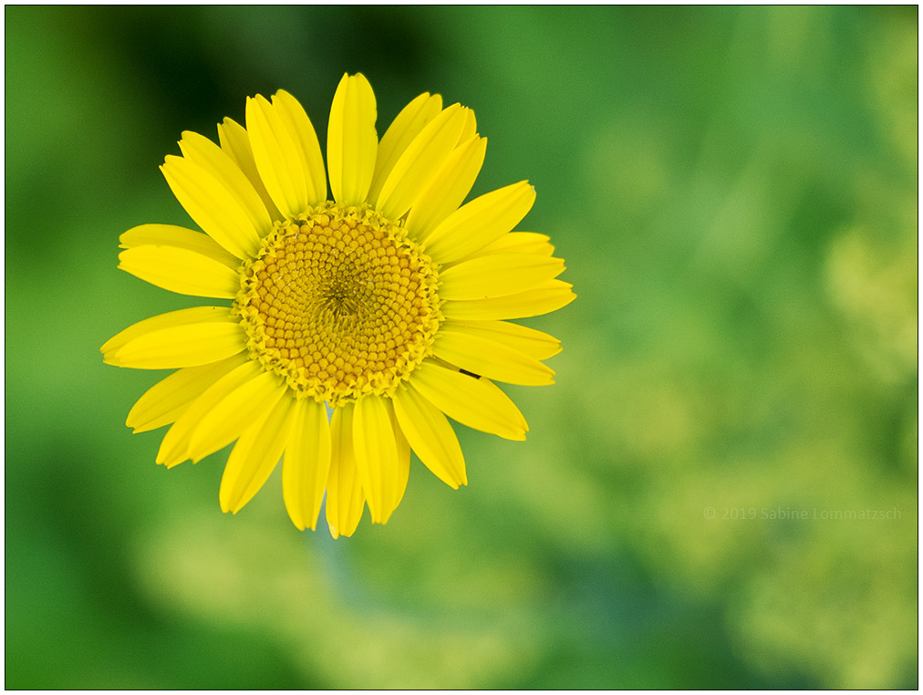 038 20190630 Schrebergarten 15