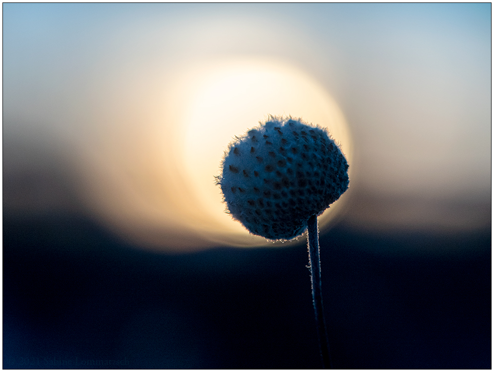 038 Sonnenuntergang im winterlichen Schrebergarten II
