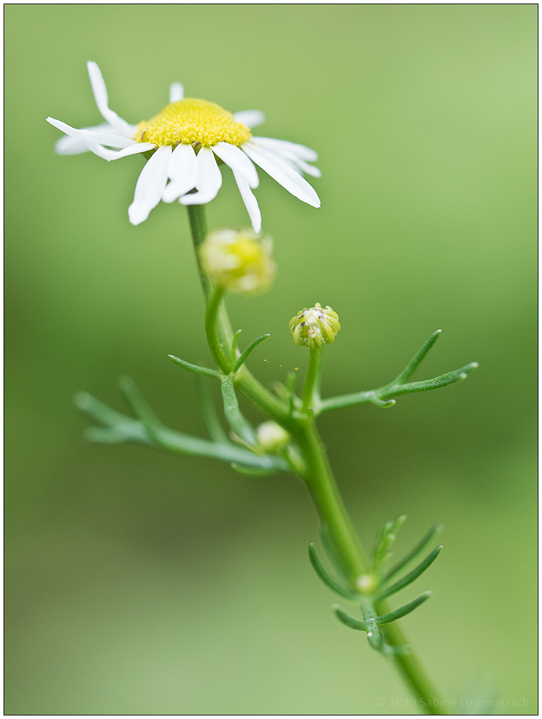 039 20190618 Schrebergarten 08