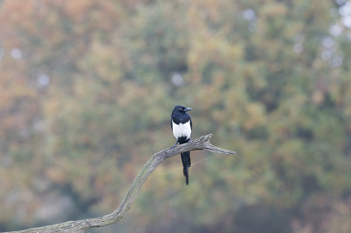 04 400mm f-8.jpg