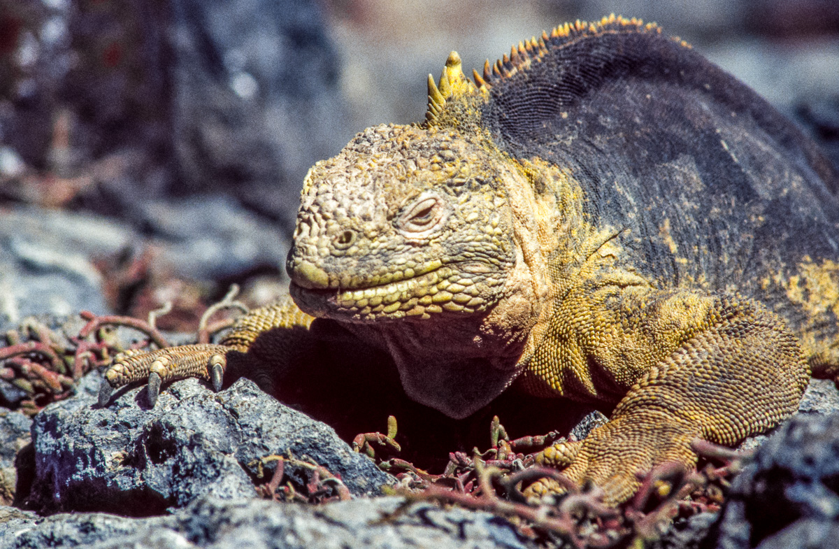 044_Ecuador_Galapagos_03_35.jpg