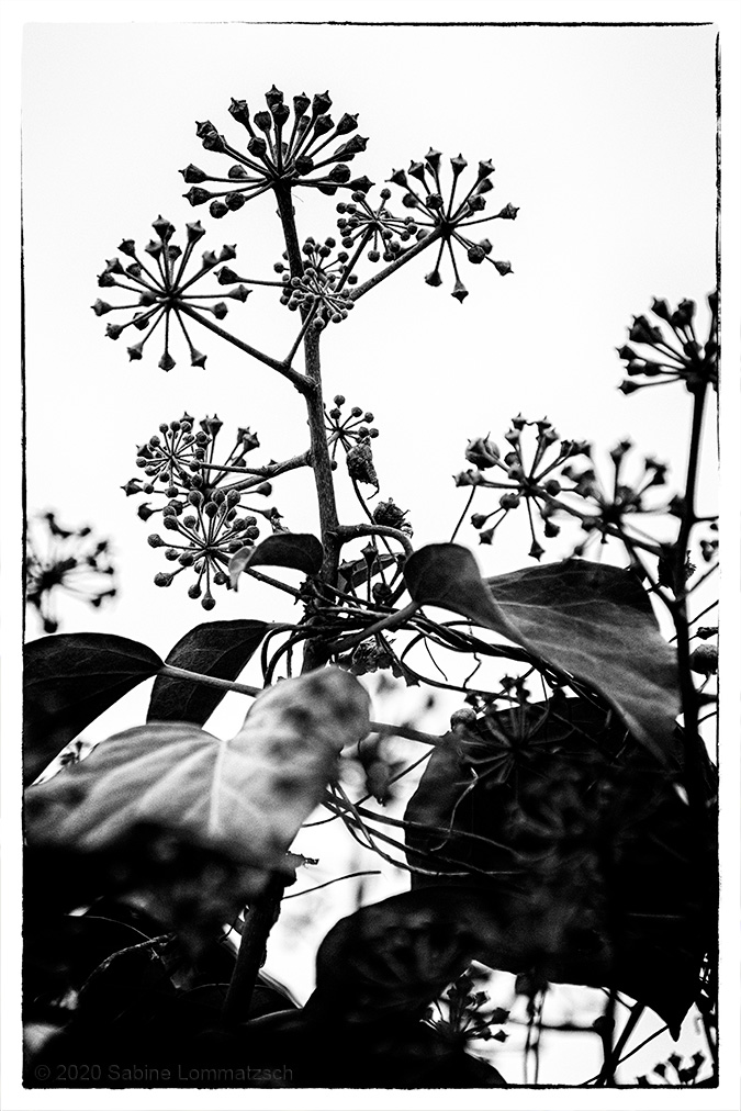 045 Schönheit der Natur im Winter