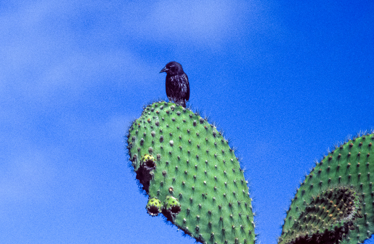046_Ecuador_Galapagos_03_14.jpg