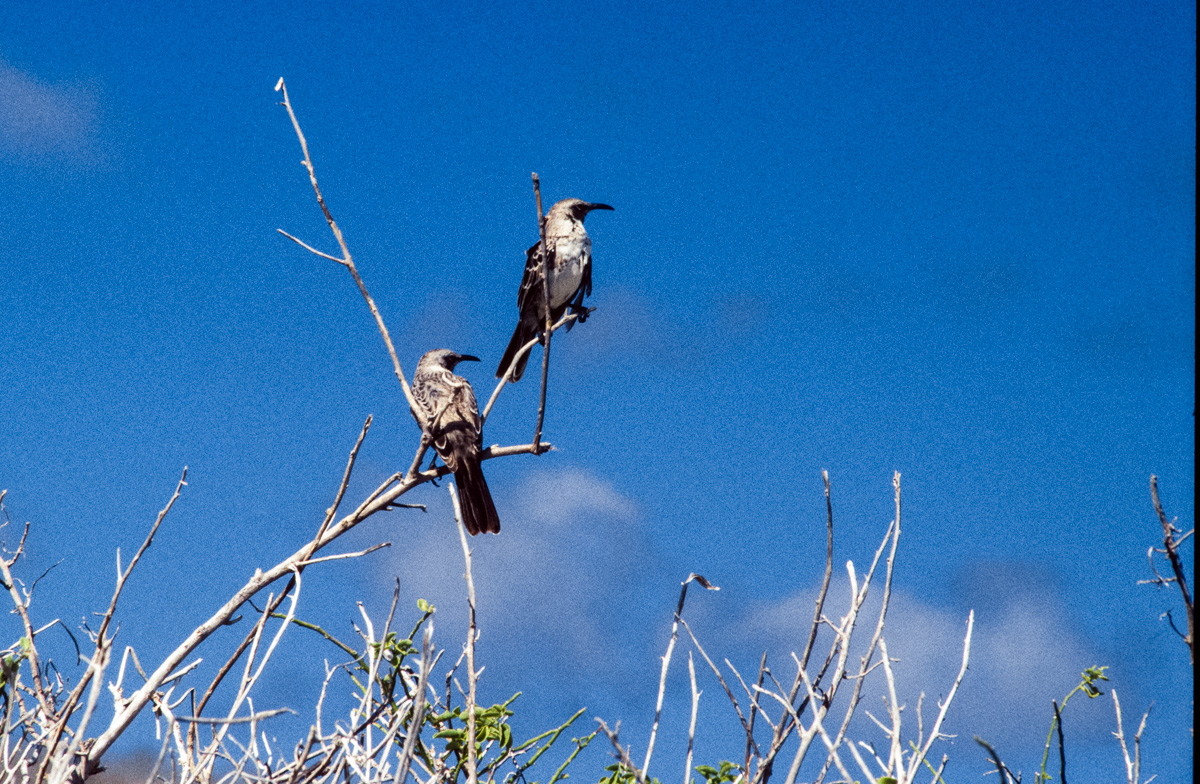 049_Ecuador_Galapagos_03_47.jpg