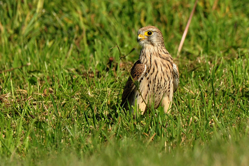 05 DSC 7414 Falke 2 b 1000