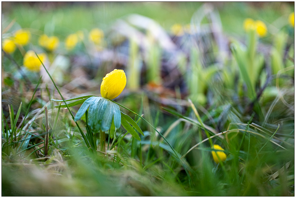 050 Schrebergarten im Februar – Winterlinge
