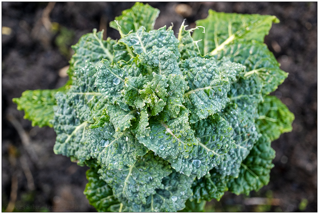 051 Schrebergarten im Februar – Kohl