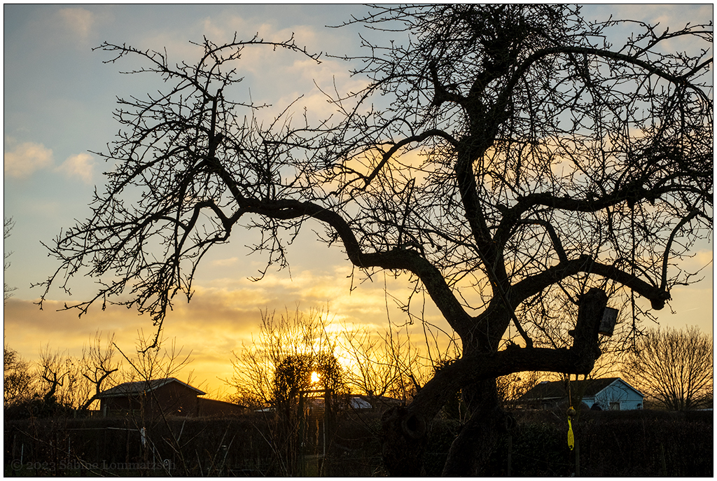 052 Schrebergarten im Februar – Sonnenuntergang hinterm Apfelbaum