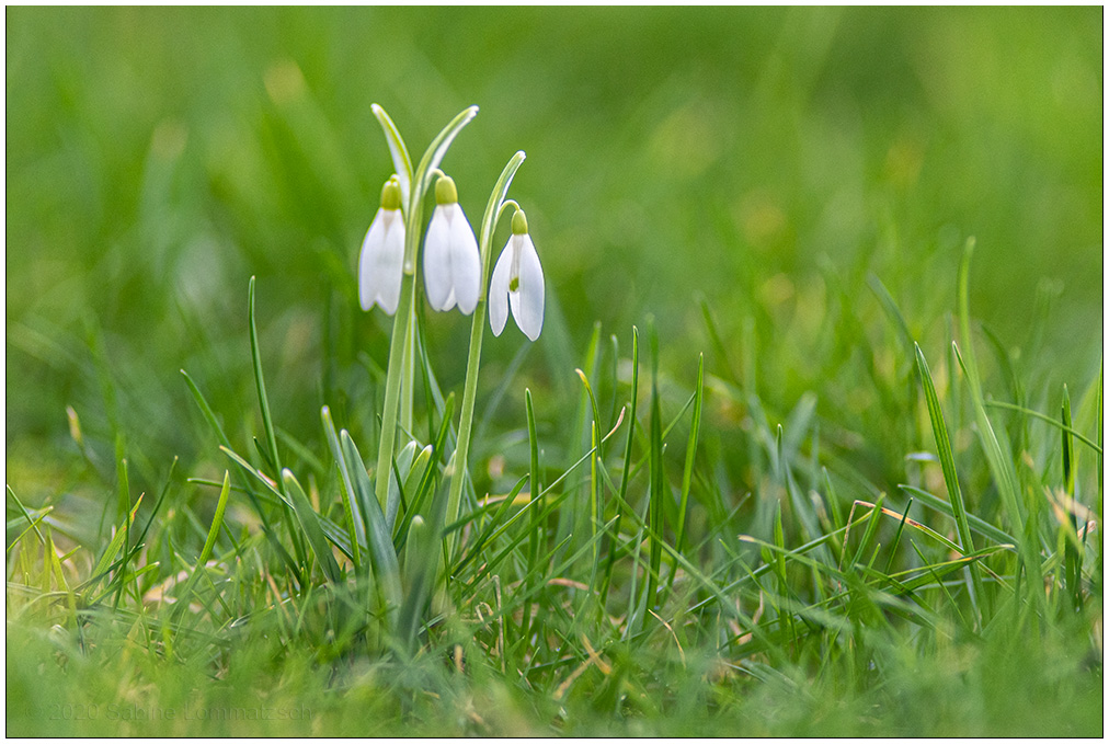 054 Schneeglöckchen im Schrebergarten