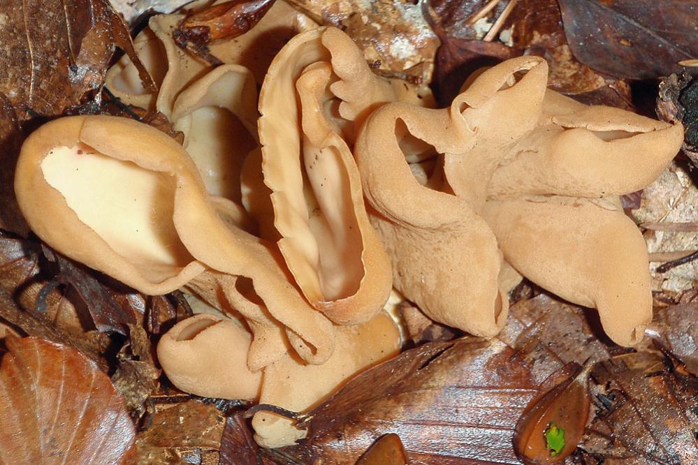 055   Ledergelber Öhrling   Otidea alutacea   01