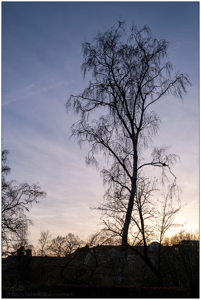 057 Sams Birke im Schrevenpark