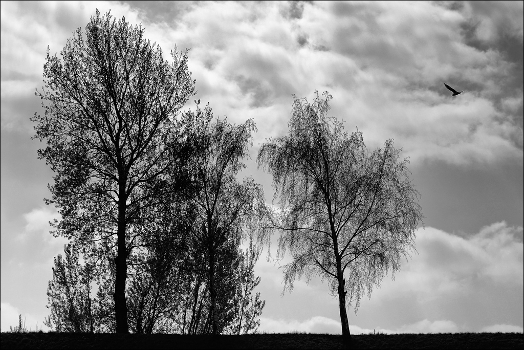06.04.2012 - Duisburg - Bäume mit Vogel