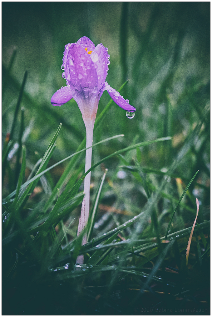 068 Krokus mit Regentropfen