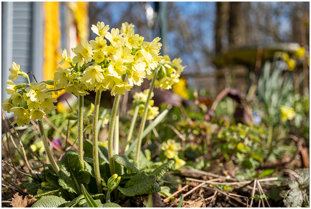 068 Schlüsselblume