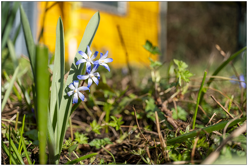 069 Blümchen (Namen vergessen)